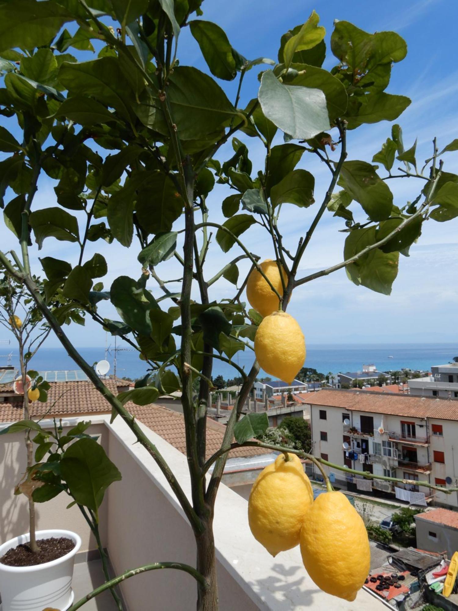 Middle Town Palace Tropea Exterior foto